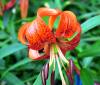 Show product details for Lilium Karen North